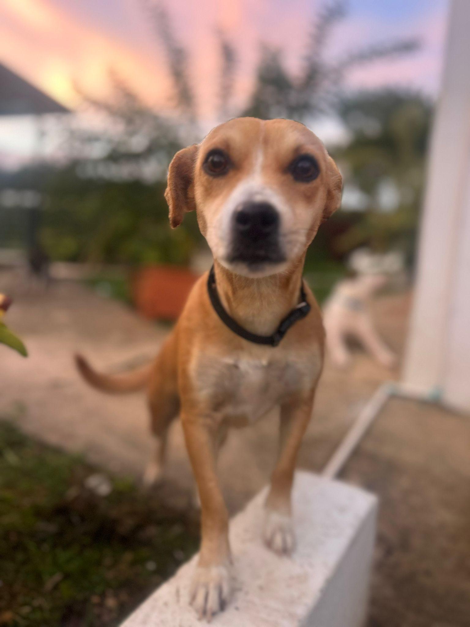 Lady, Adoptable, Adult Female Chiweenie.