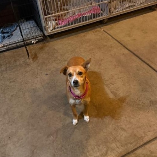 Enlarge Lady, a Adoptable mixed breed in Albion, NY image 2/5