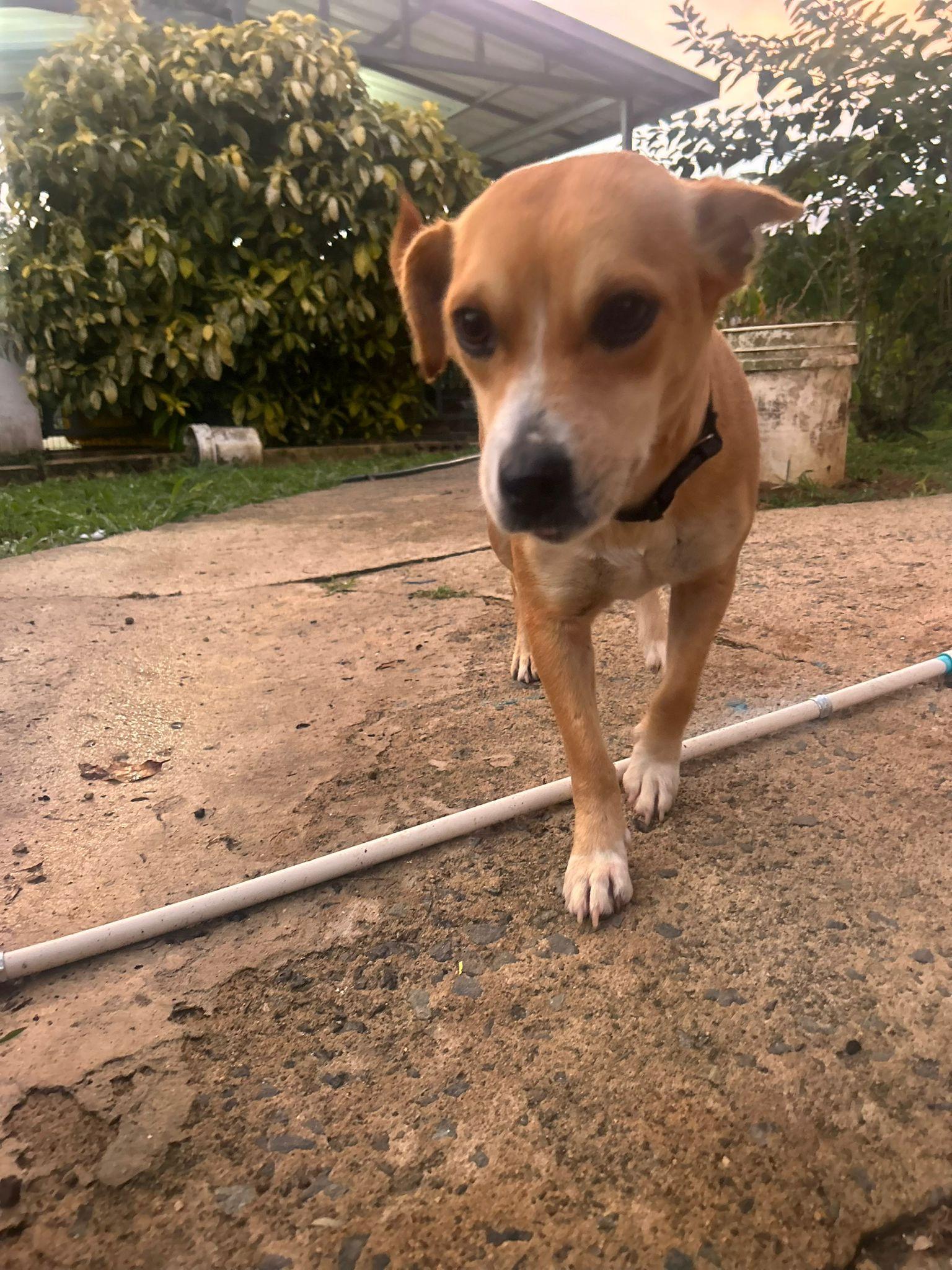 Enlarge Lady, a Adoptable mixed breed in Albion, NY image 5/5