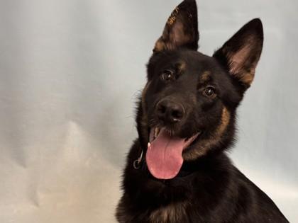 Button, Adoptable, Adult Male German Shepherd Dog & Mixed Breed.