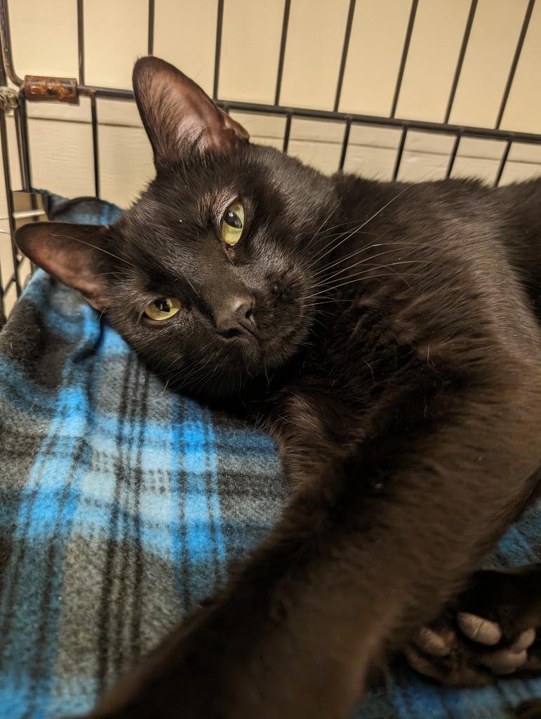 Connor, Adoptable, Adult Male Domestic Short Hair.