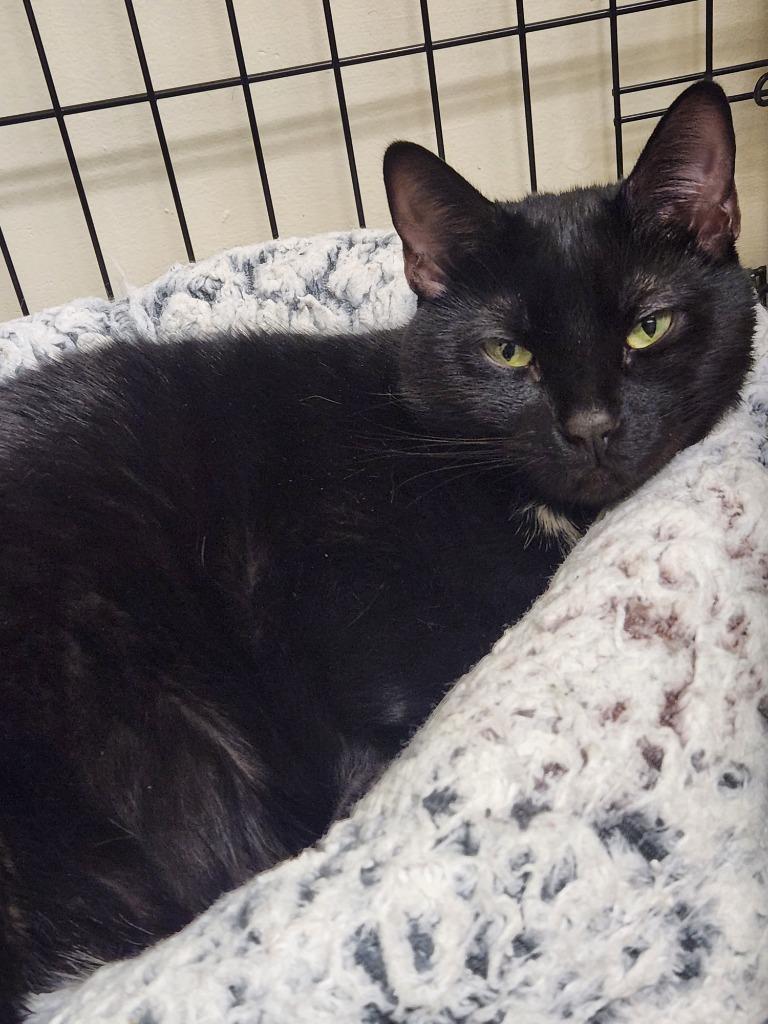 Connor, a Adoptable mixed breed in Fall River, MA image 2/6