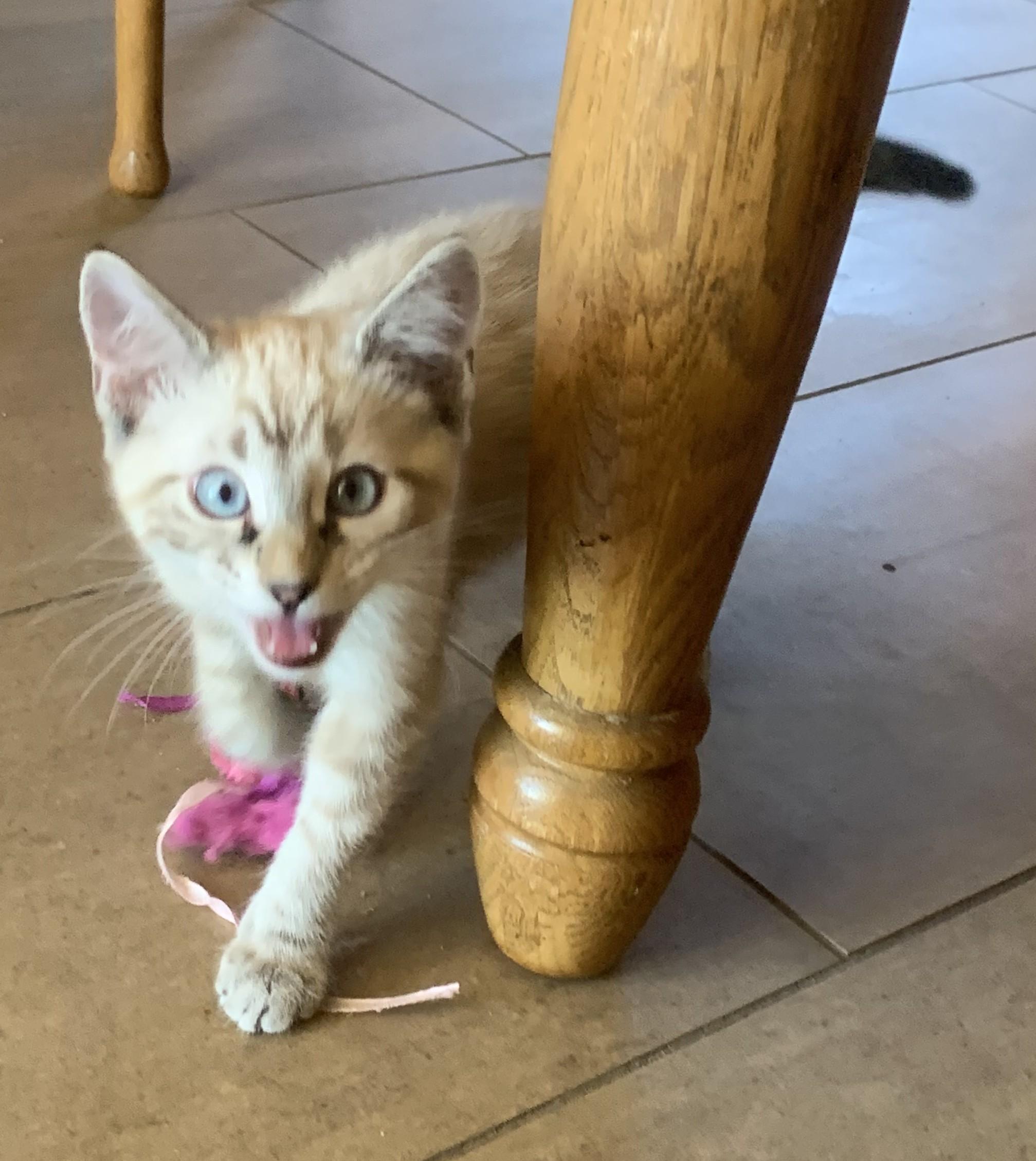Enlarge Nutter - A Handsome Siamese with a Playful Streak, an adopted Siamese in Prescott, AZ image 1/2
