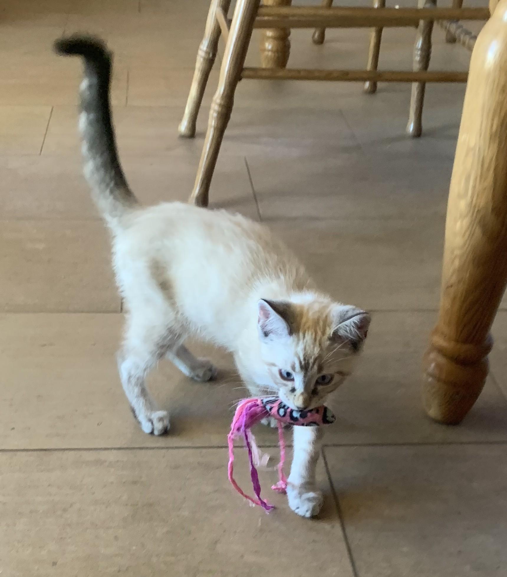 Enlarge Nutter - A Handsome Siamese with a Playful Streak, an adopted Siamese in Prescott, AZ image 2/2