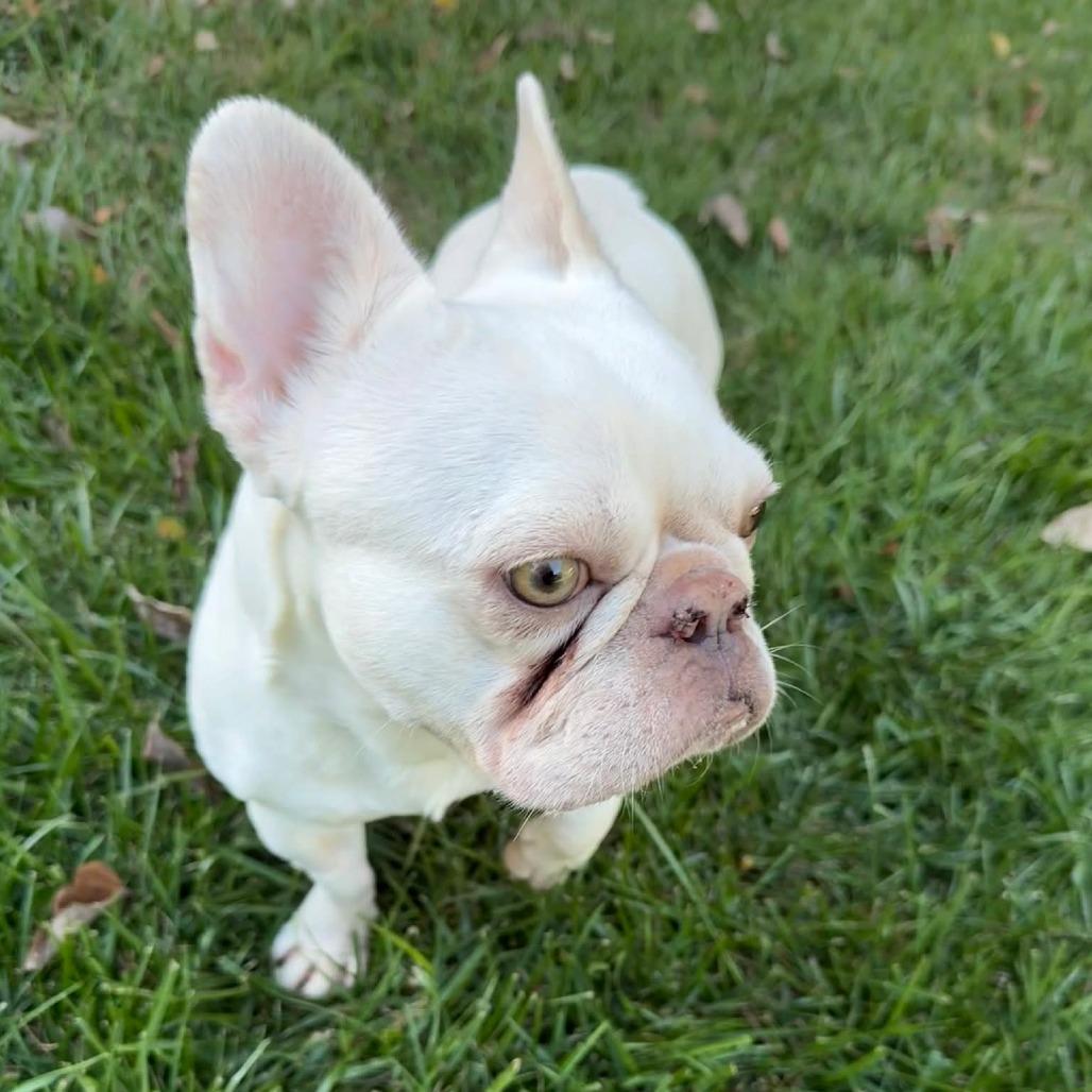 Snow Bunny thumbnail 3