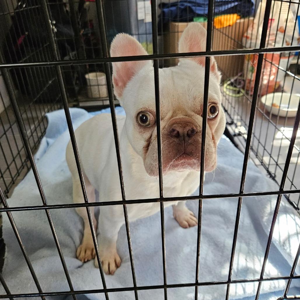 Snow Bunny thumbnail 4