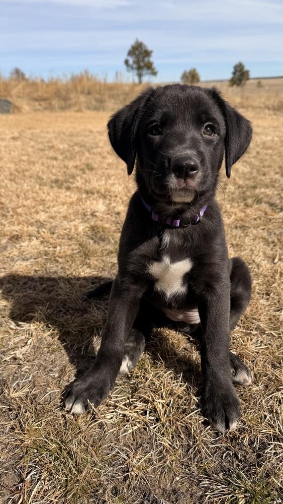 Enlarge Bjorke / Taylor, a Adoptable mixed breed in Broomfield, CO image 1/2
