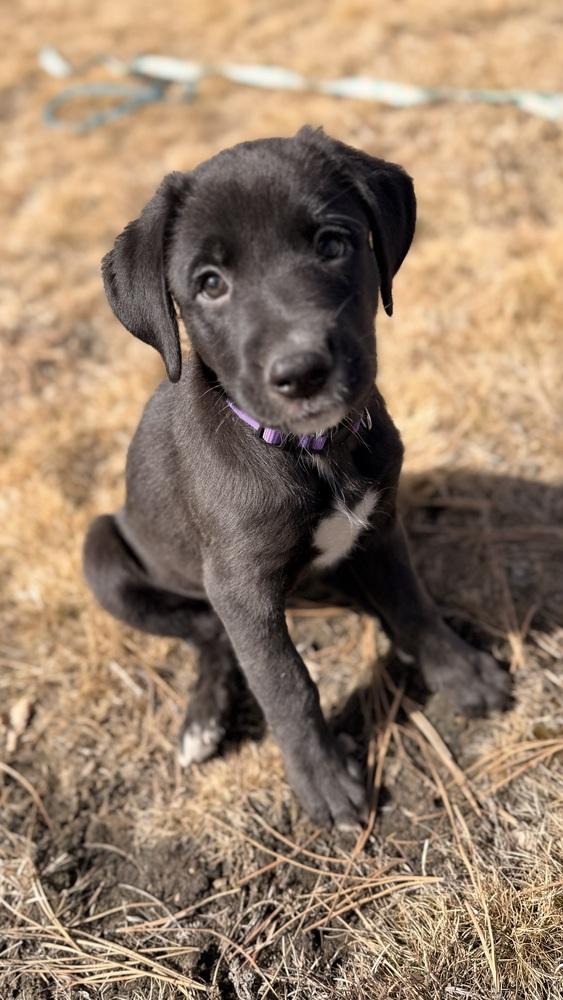 Enlarge Bjorke / Taylor, a Adoptable mixed breed in Broomfield, CO image 2/2