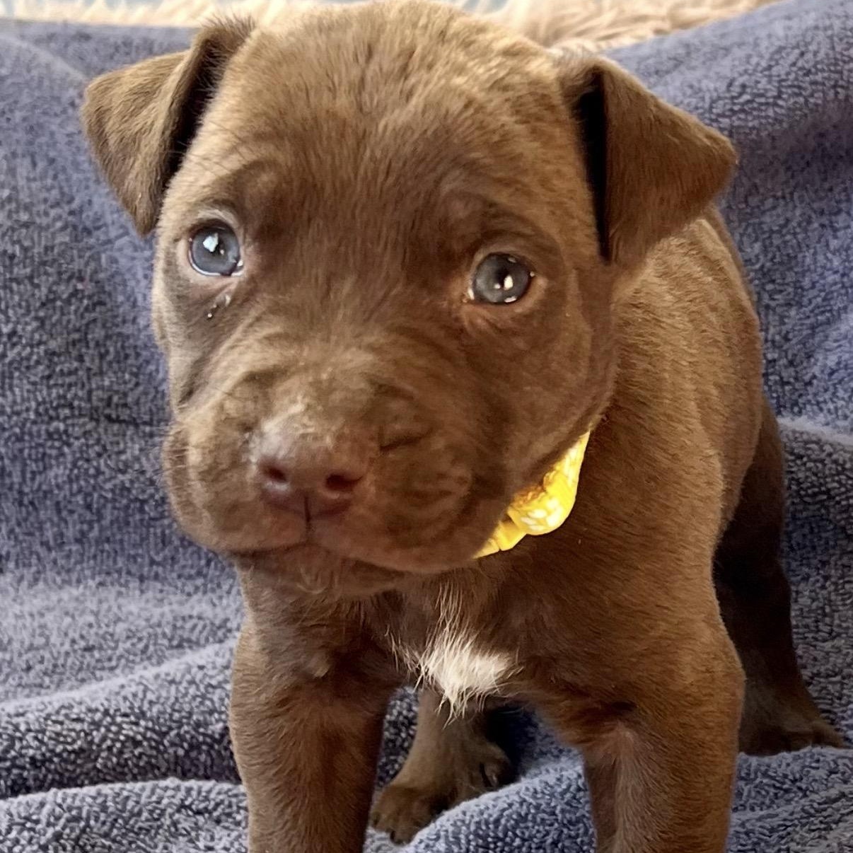 Kyler, Adoptable, Puppy Male Pit Bull Terrier & Chocolate Labrador Retriever.