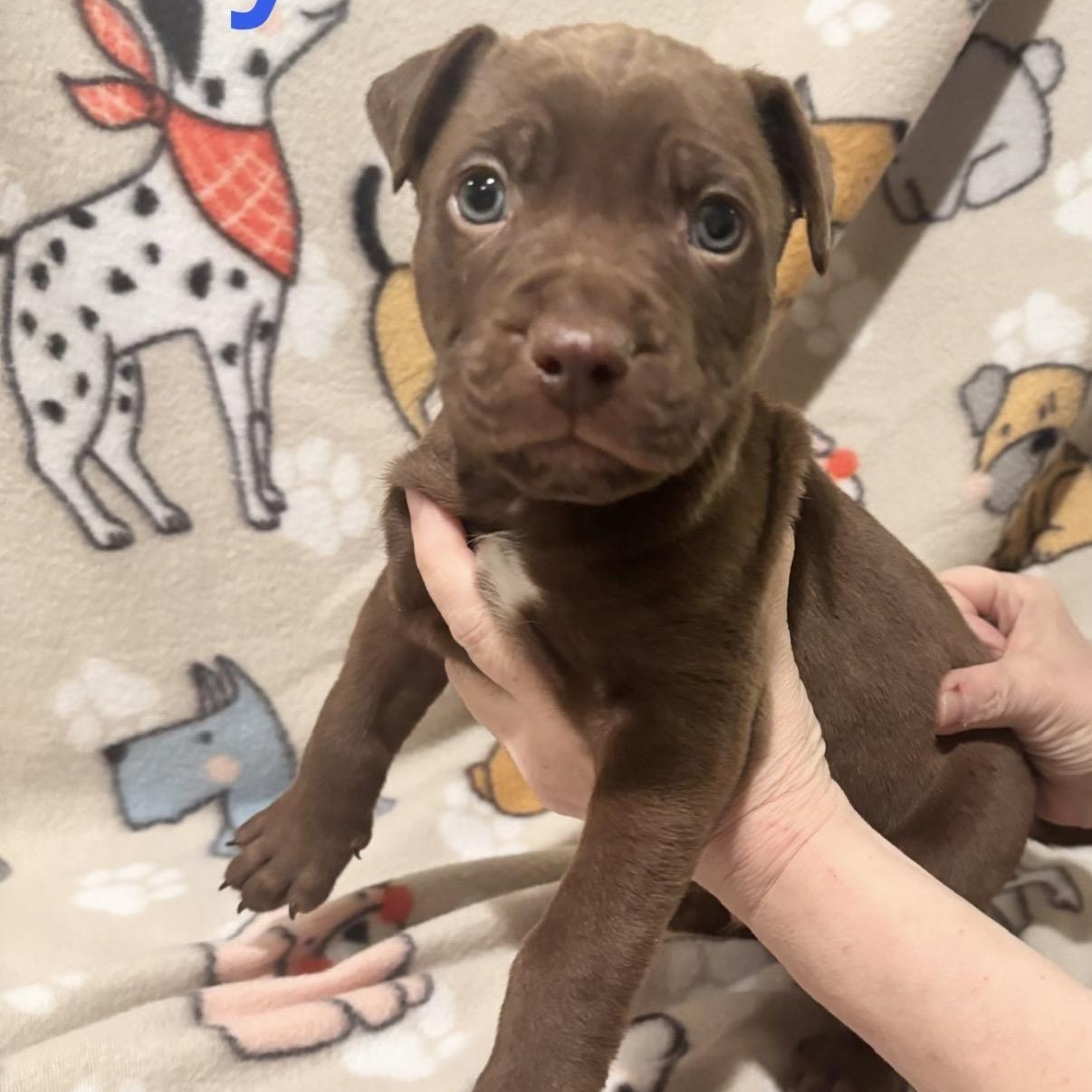 Kyler, Adoptable, Puppy Male Pit Bull Terrier.