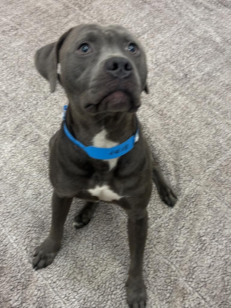 Riot, Adoptable, Adult Male Weimaraner & Mixed Breed.