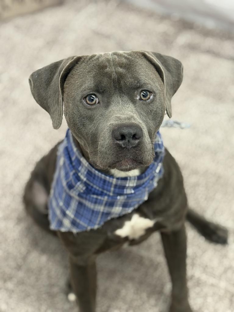 Enlarge Riot, a Adoptable mixed breed in Detroit, MI image 2/6