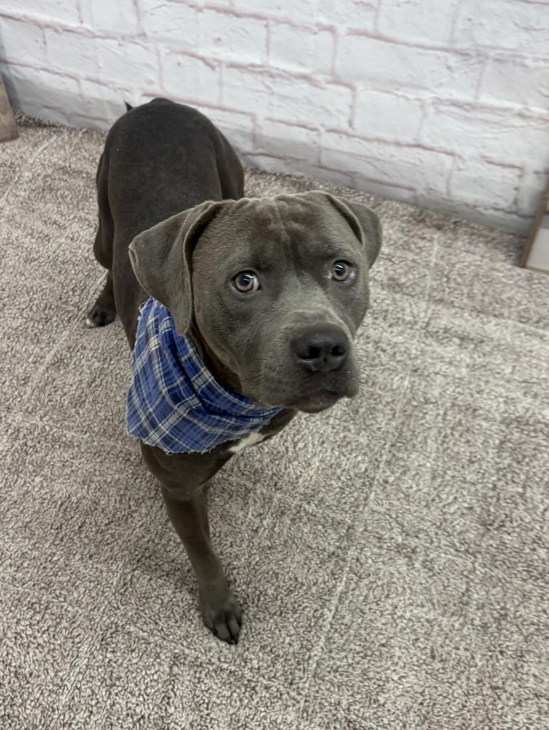 Enlarge Riot, a Adoptable mixed breed in Detroit, MI image 3/6