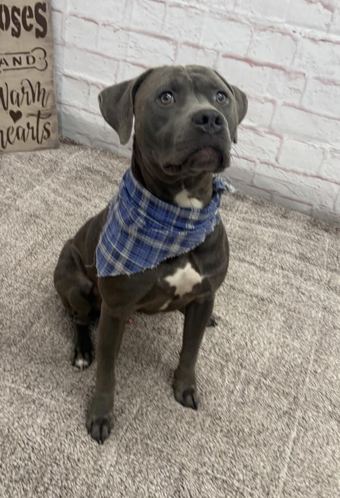 Enlarge Riot, a Adoptable mixed breed in Detroit, MI image 4/6