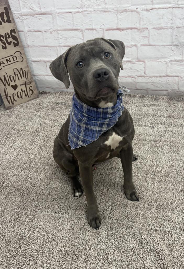 Enlarge Riot, a Adoptable mixed breed in Detroit, MI image 5/6