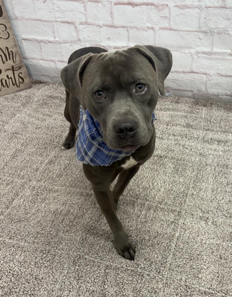 Enlarge Riot, a Adoptable mixed breed in Detroit, MI image 6/6