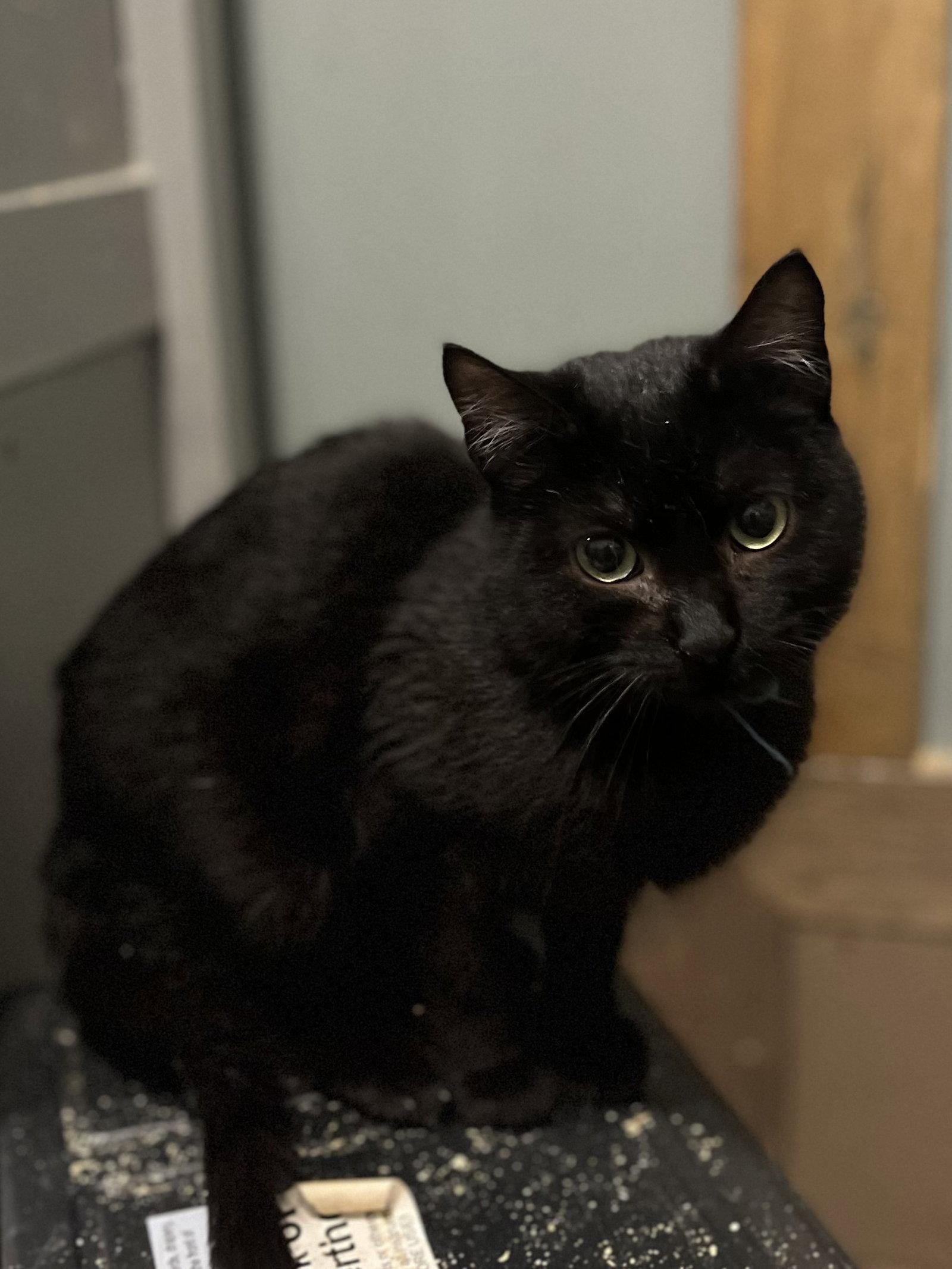 Enlarge Bear, a Adoptable Domestic Short Hair in Zimmerman, MN image 1/1