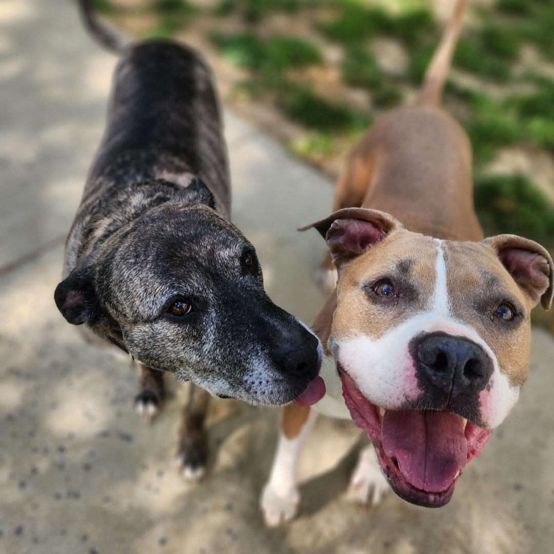 Enlarge Dank, a ADOPTABLE Pit Bull Terrier in Stanley, VA image 5/5