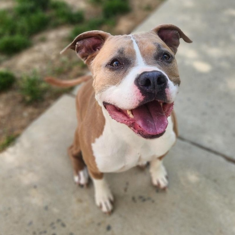 Dank, ADOPTABLE, Adult Male Pit Bull Terrier.