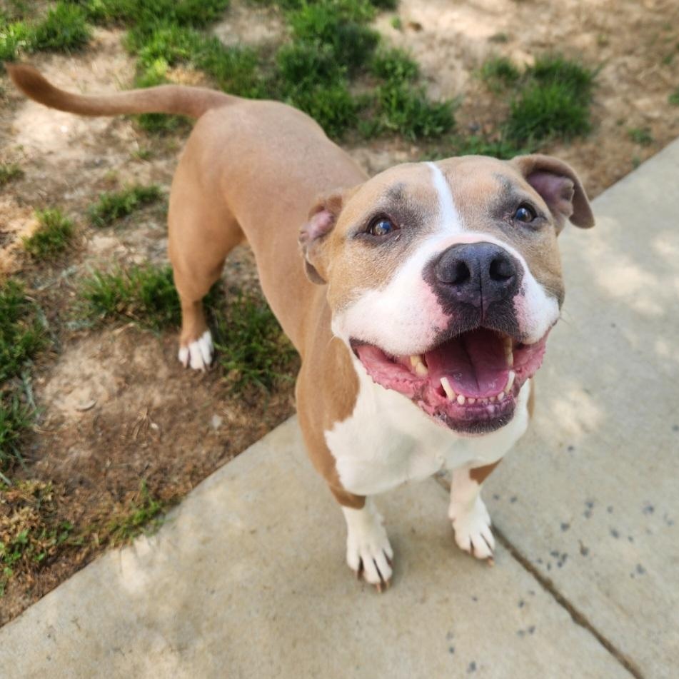Enlarge Dank, a ADOPTABLE Pit Bull Terrier in Stanley, VA image 2/5