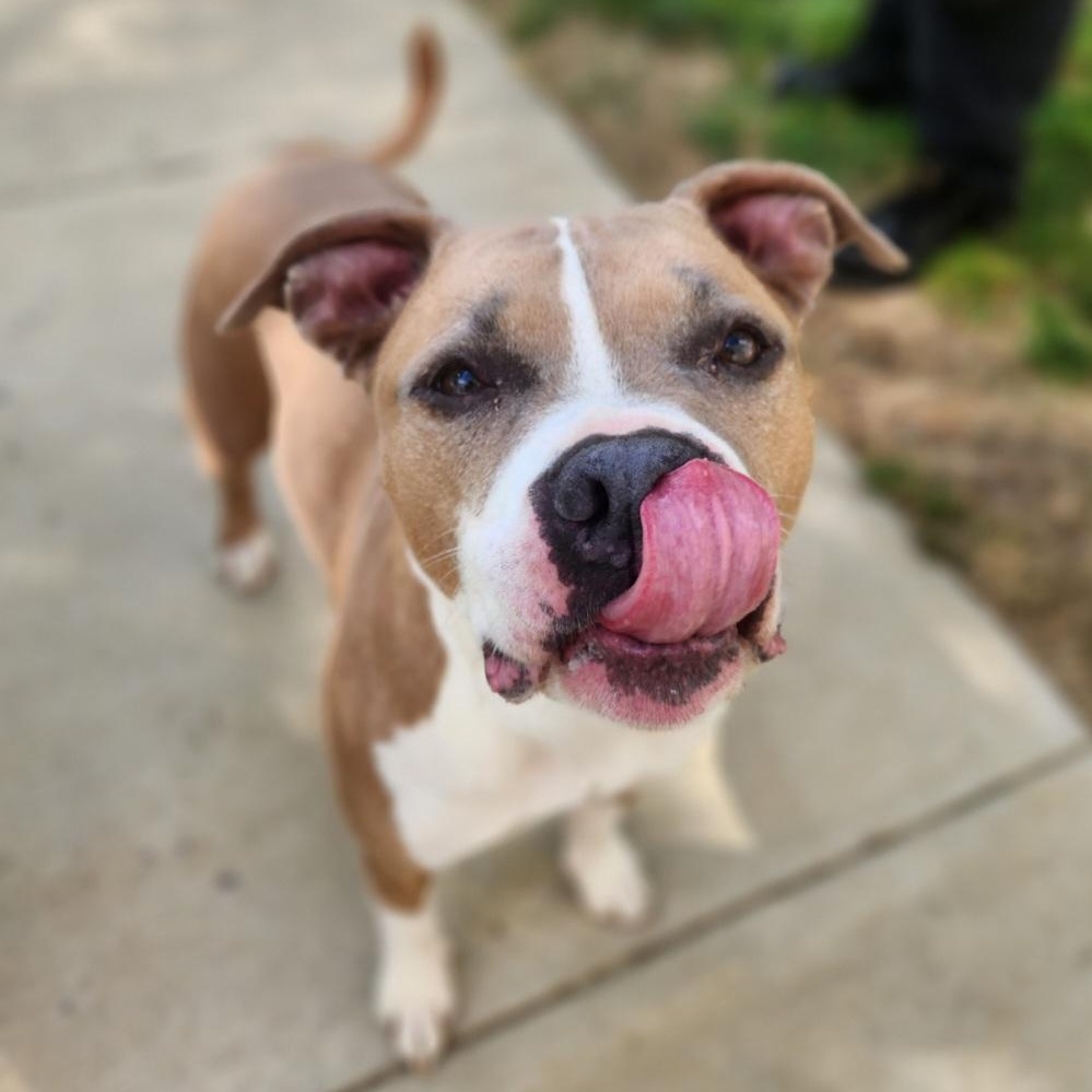 Enlarge Dank, a ADOPTABLE Pit Bull Terrier in Stanley, VA image 4/5
