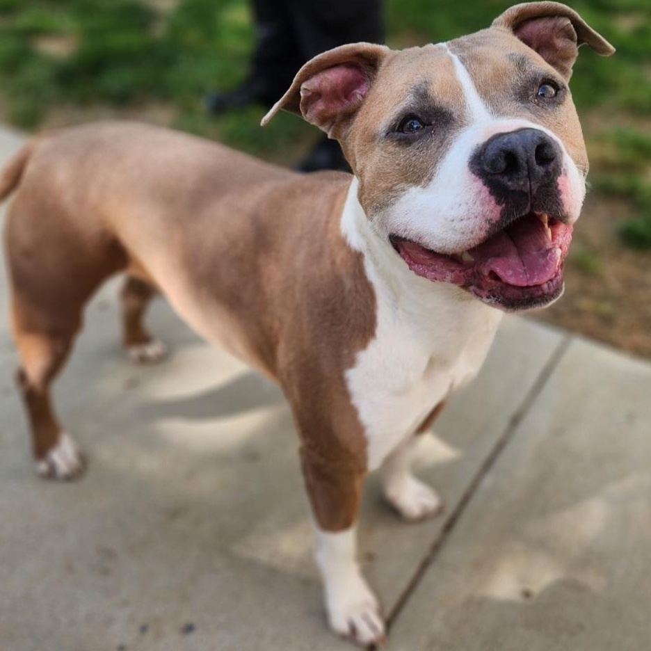 Enlarge Dank, a ADOPTABLE Pit Bull Terrier in Stanley, VA image 3/5