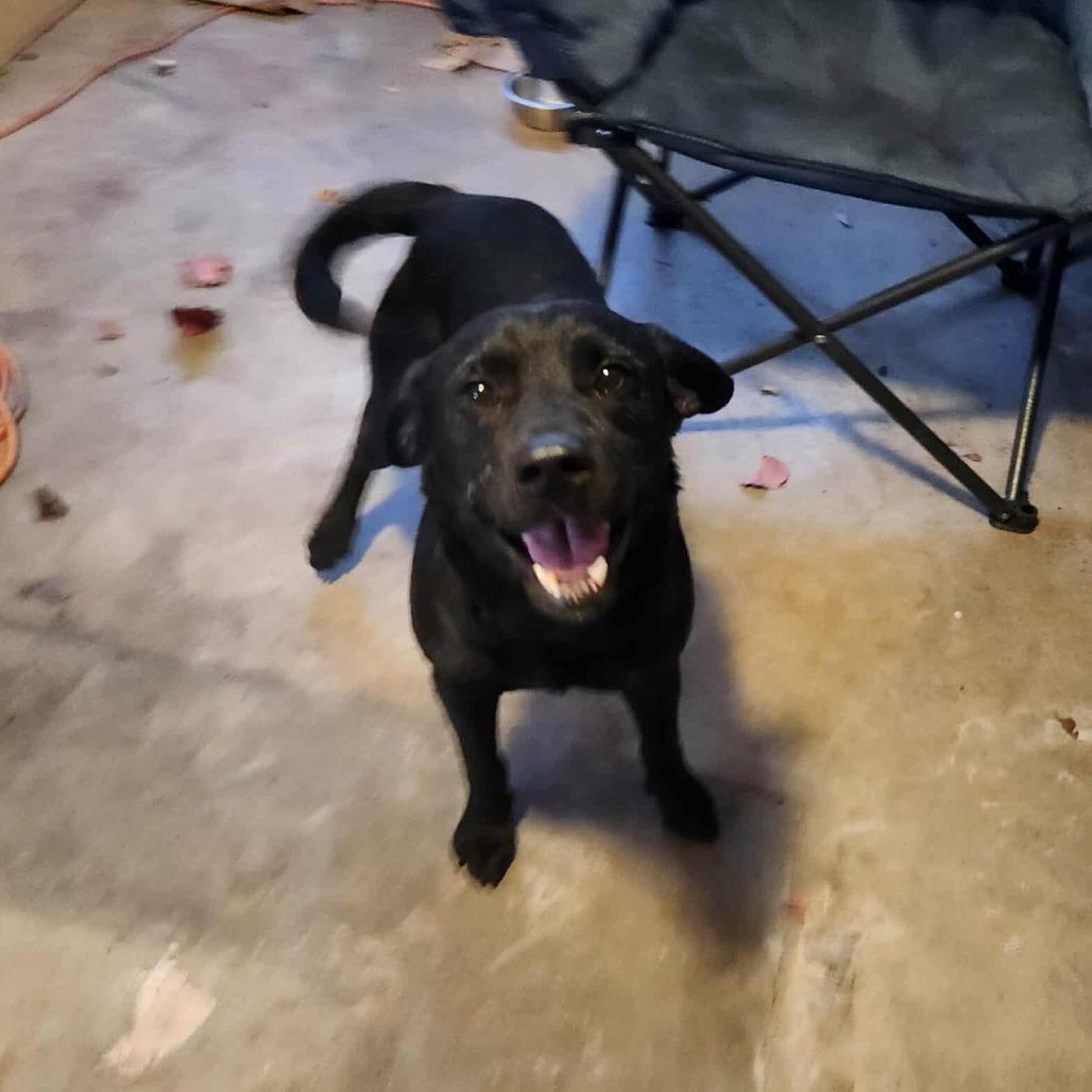 Enlarge Floki, a Adoptable mixed breed in Hackett, AR image 1/6