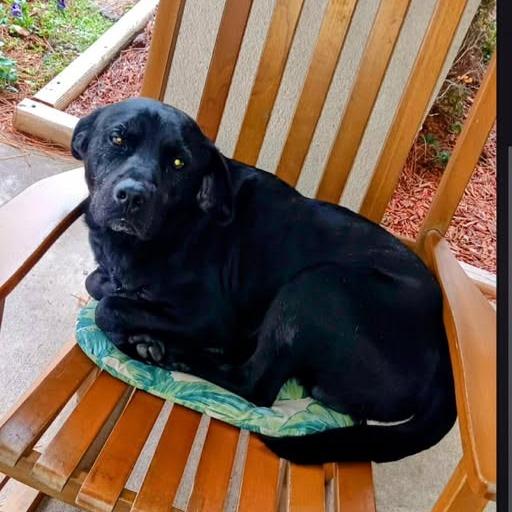 Enlarge Floki, a Adoptable mixed breed in Hackett, AR image 3/6