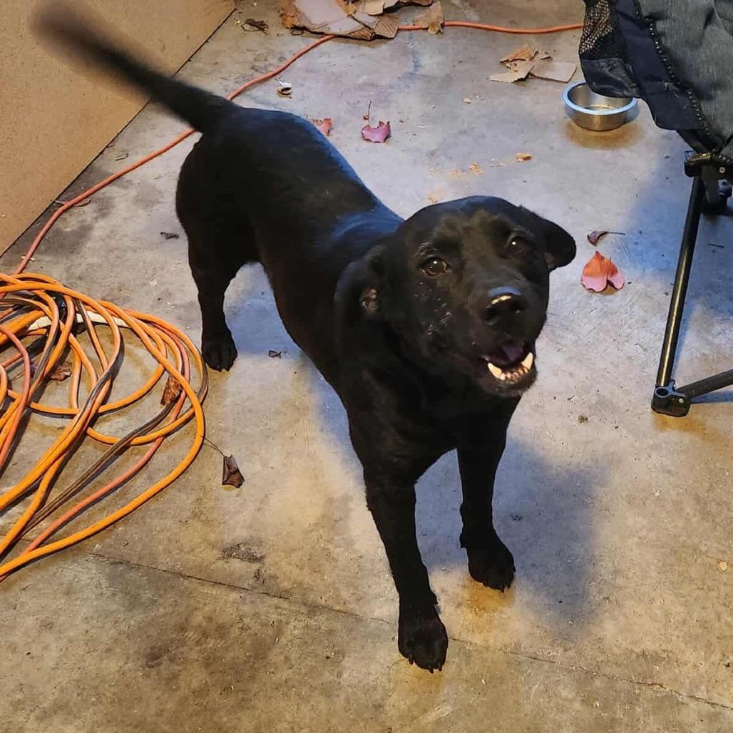 Enlarge Floki, a Adoptable mixed breed in Hackett, AR image 4/6