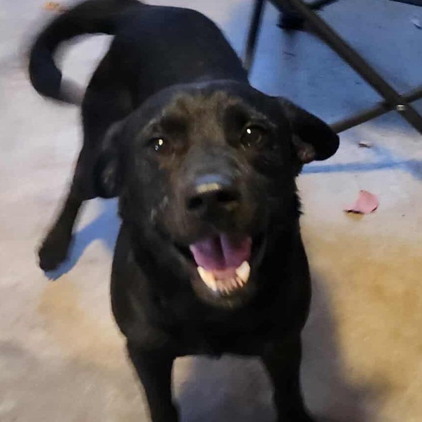 Enlarge Floki, a Adoptable mixed breed in Hackett, AR image 5/6