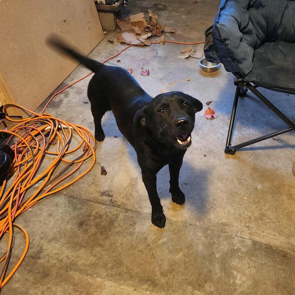 Enlarge Floki, a Adoptable mixed breed in Hackett, AR image 6/6