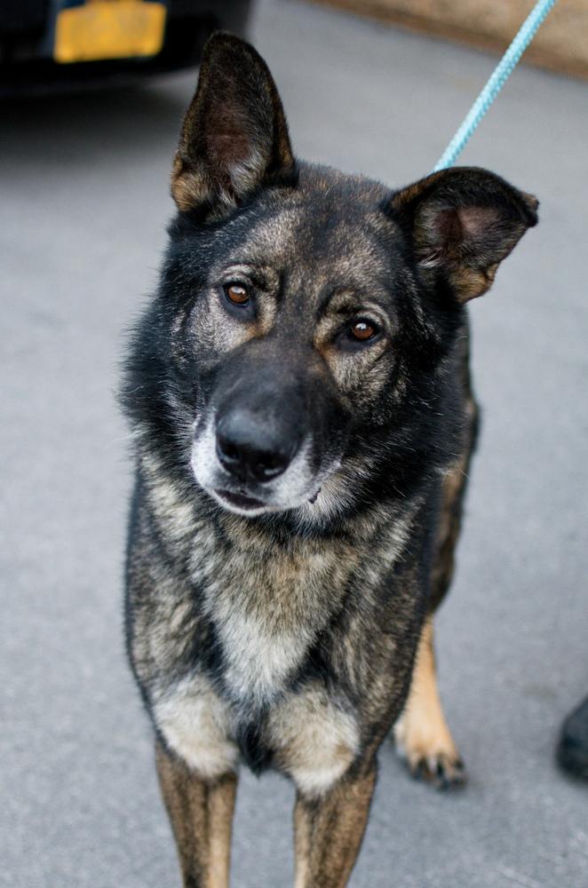 Vader, a Adoptable Pumi in Frankfort, NY image 3/4