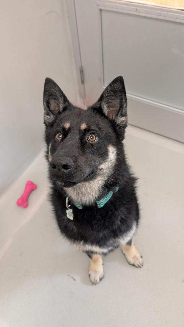 Enlarge Gunnar, a Adoptable mixed breed in Winnipeg, MB image 1/1