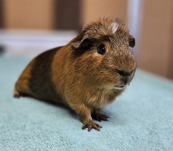 Chips, Adoptable, Adult Male Guinea Pig.