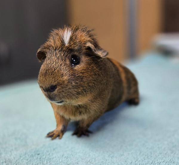 Enlarge Chips, a Adoptable mixed breed in Monterey, CA image 3/6