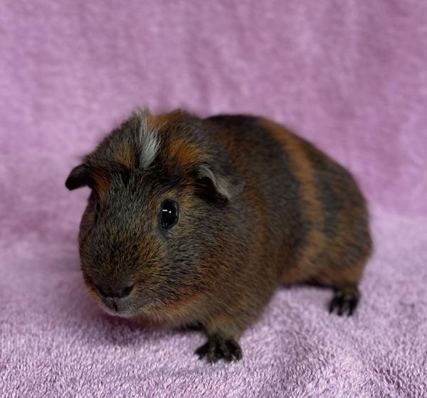 Enlarge Chips, a Adoptable mixed breed in Monterey, CA image 4/6