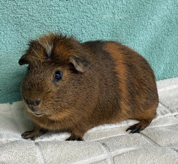 Enlarge Chips, a Adoptable mixed breed in Monterey, CA image 5/6