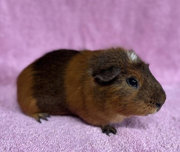 Enlarge Chips, a Adoptable mixed breed in Monterey, CA image 6/6