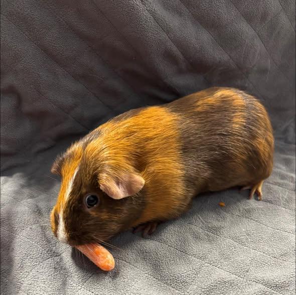 Evie, Adoptable, Young Female Guinea Pig.