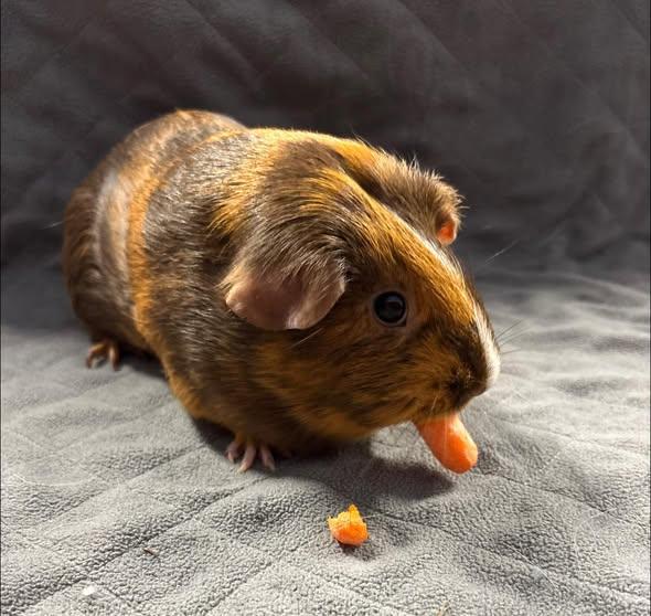 Enlarge Evie, a Adoptable Guinea Pig in Amherst, NY image 2/3