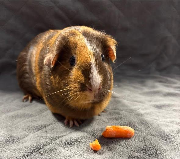 Enlarge Evie, a Adoptable Guinea Pig in Amherst, NY image 3/3