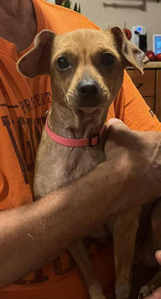 Ma'am, Adoptable, Young Female Dachshund & Chihuahua.