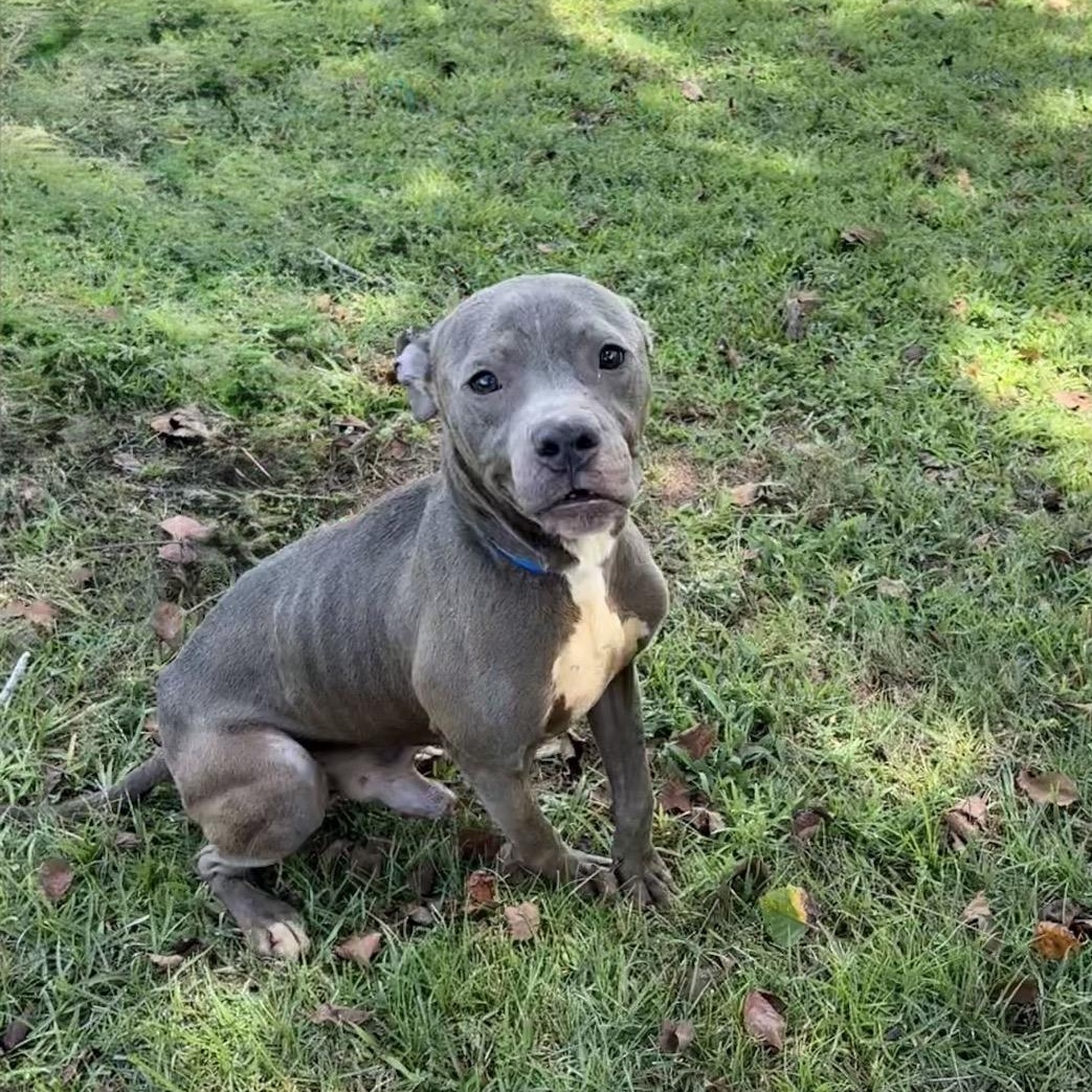Enlarge Hades, a ADOPTABLE mixed breed in Valdosta, GA image 1/4