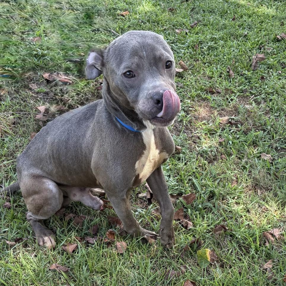 Enlarge Hades, a ADOPTABLE mixed breed in Valdosta, GA image 2/4