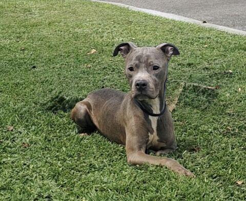 Enlarge Hades, a ADOPTABLE mixed breed in Valdosta, GA image 3/4