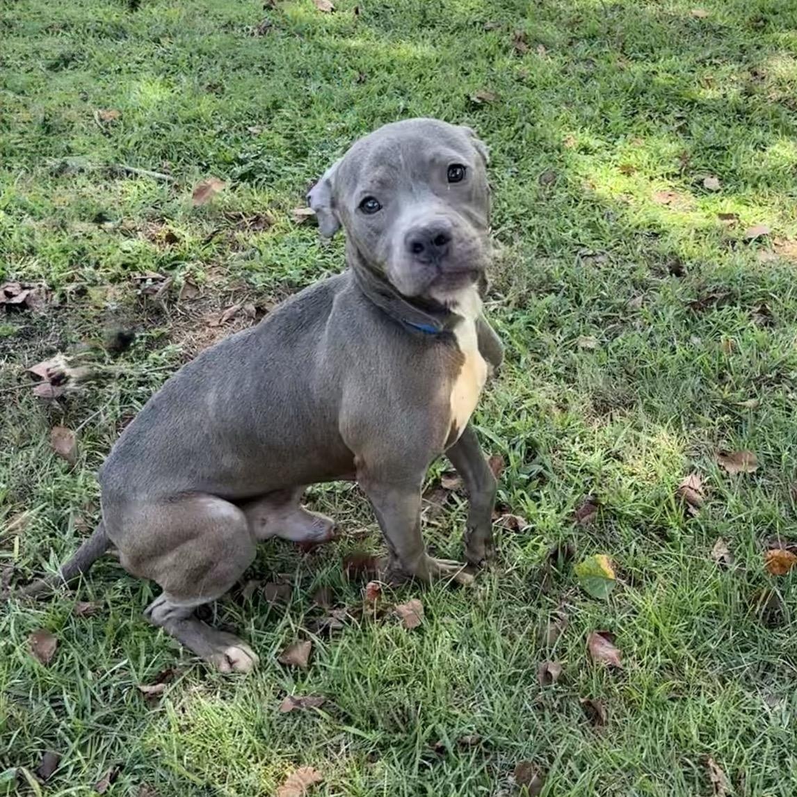 Enlarge Hades, a ADOPTABLE mixed breed in Valdosta, GA image 4/4