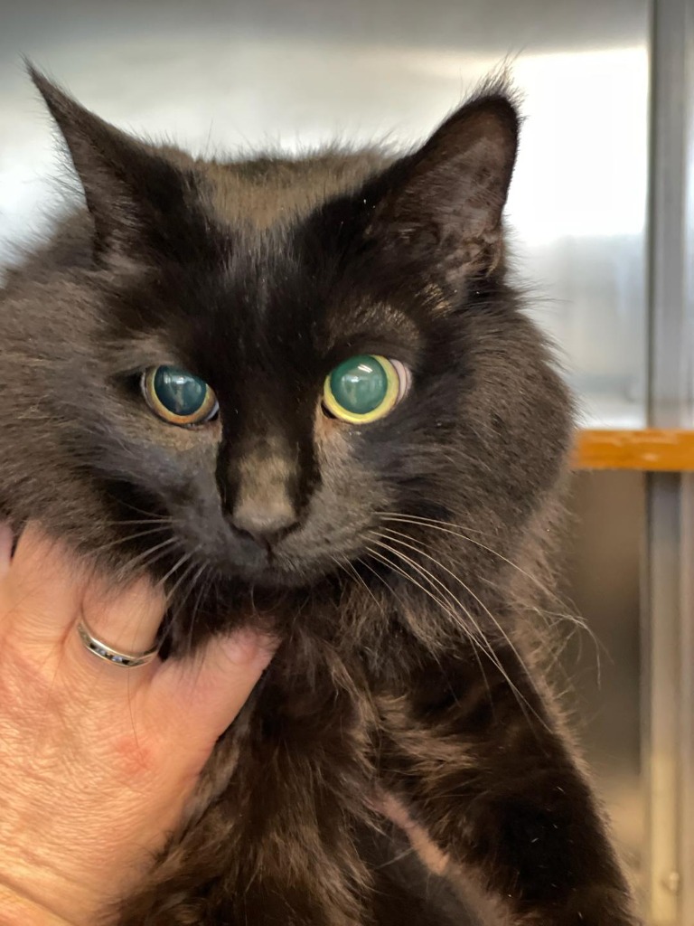 Useful Information New Hanover Humane Society