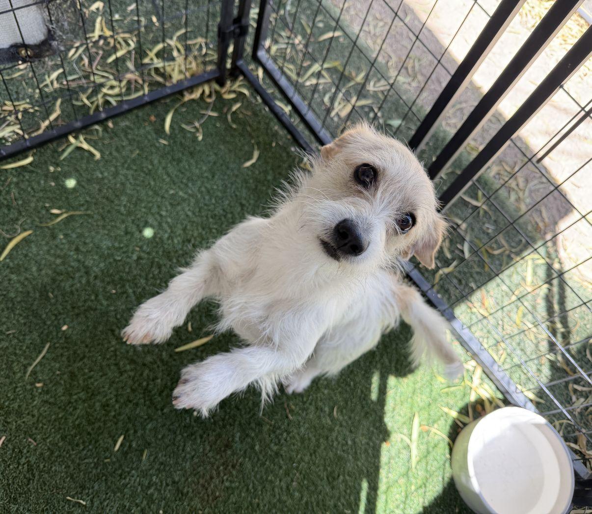 Tanya, an adopted mixed breed in El Paso, TX image 2/6