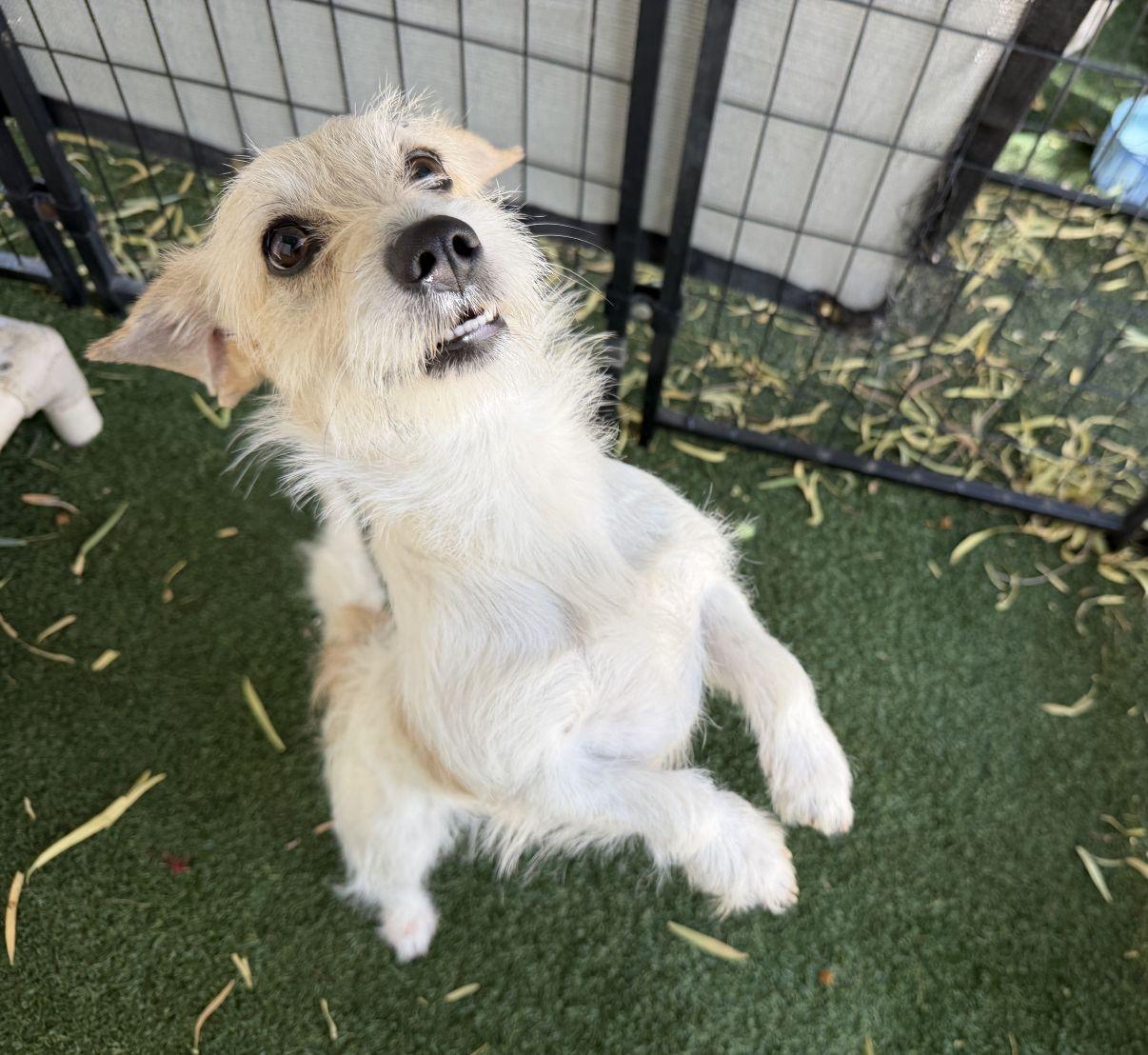 Tanya, an adopted mixed breed in El Paso, TX image 4/6
