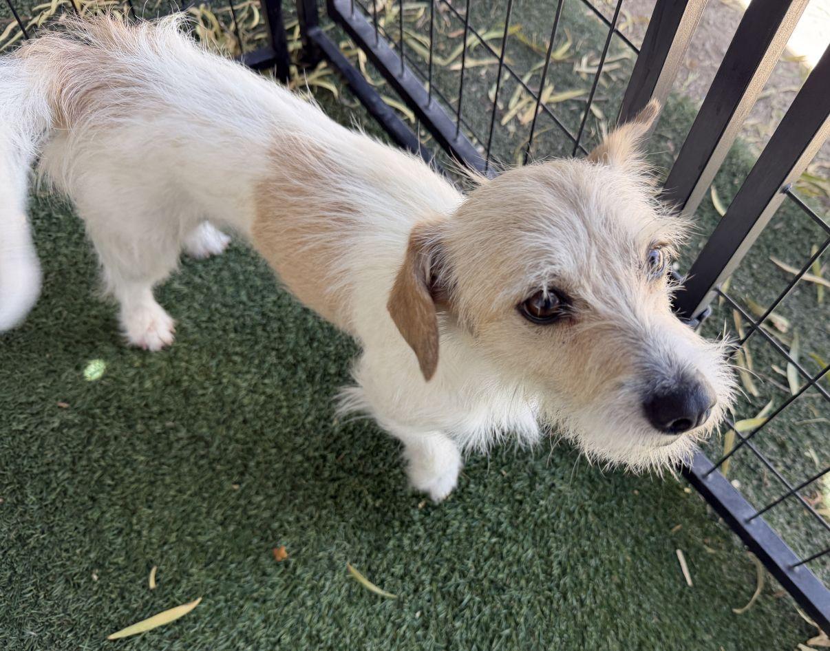 Tanya, an adopted mixed breed in El Paso, TX image 5/6